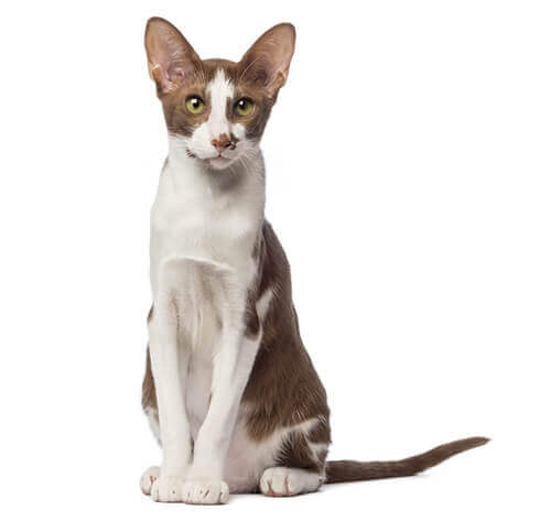 Informasi Ras Kucing Oriental Short Hair | Purina